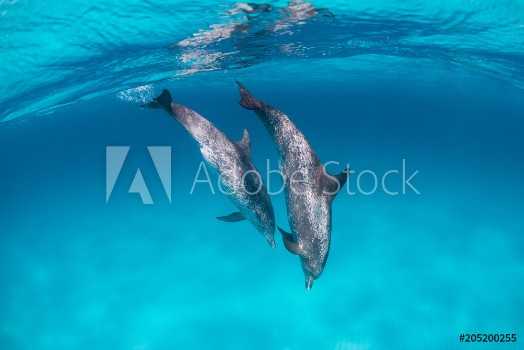 Picture of Spotted dolphins surfing in waves and diving down